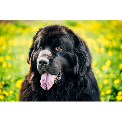 Ebern Designs Black Newfoundland Dog On Canvas Print Wayfair